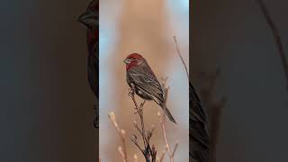 Waking up with the birds #wildlife #birding #nature