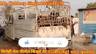 *Kishangarh too didwana Ke Liye Gadi load 25Nag*KP Goat Farm Kishangarh Ajmer Rajasthan*