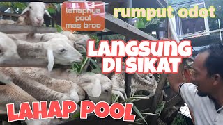 Rumput odot buat domba lahapnya pool