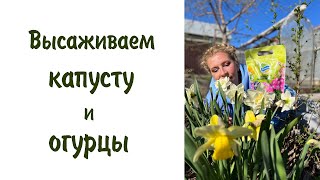 Высаживаем капусту и огурцы