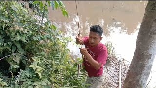 pasang taut di sini,ikan gabus nya masih banyak kocolan.