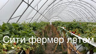 Сити фермер в летних теплицах) ч.6