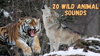 20 Wild Animal Sounds | Teacher Aide | Australia