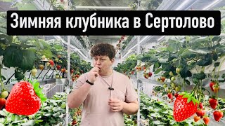 КЛУБНИКА ЗИМОЙ в Ленинградской области/ обзор фермы