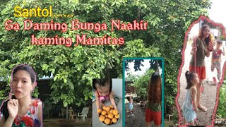 Picking Santol fruit | Family Bonding | Just having fun | Fruitful Santol