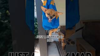 JUST A MAD DOG #shorts #meme #reels #pets #funnyshorts #animals #outdoors #hack #diy #dog #fyp