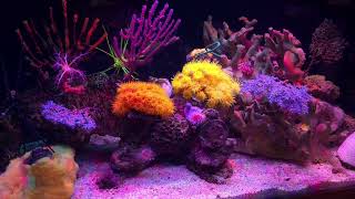 NPS corals are colorfull