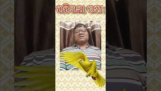 ଉଡିଗଲା ପକ୍ଷୀ #youtubeshorts #pleasesubscribe #viral #best