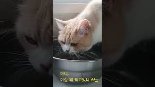 [브리티쉬숏헤어] 물그릇을 바꿔줘야하나?ㅋㅋ