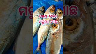 Taja taja marua machha #fish #foodie