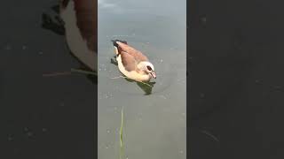 Egyptian goose