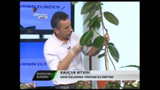 Kauçuk Bitkisi (Ficus elastica) - Tanıtımı, Hava Daldırma (Aşılama) ve Bakımı 2. Bölüm