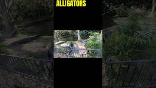 Massive ALLIGATORS in Florida!!! #animals #reptiles #shorts #alligator #florida #snakes #gators