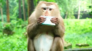 Giving old monkey milk & we can't wait to see her unborn baby