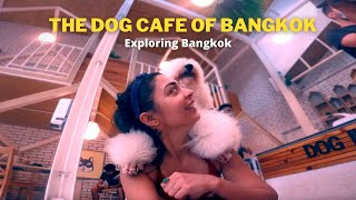 Husky Cafe In Thailand | Things to do In Bangkok