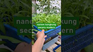 Kangkung Rakit Apung Sederhana