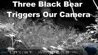 Three Black Bear Walk by Our Trail Camera at Night