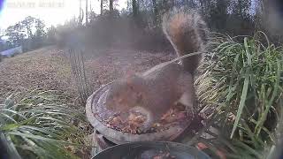 Feb 11 2022 Daily Backyard Birds UNEDITED Birdfy Cam #caughtonNetvue