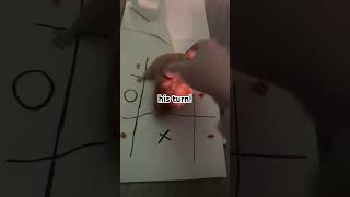 tic tac toe #thanksforwatching #trendingshorts #pets #hamsters #cute #fun #funny #fypシ゚viral #fypシ゚