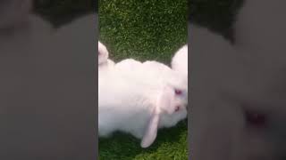 Holland lop #rabbit #bunny #rabbitfarming #farming #pets #youtubeshorts