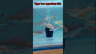 Tiger ber aquarium fish in my fram || aquarium fish farming || @MaserKhamar #viral #youtubeshorts