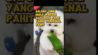 Anjing Unik Suka Makan Pare Yang Pahit