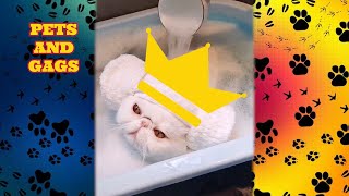 Cats reactions🤣  Bathroom and others