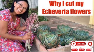 Why I cut my Echeveria flowers - Pinay Countrylife #garden  #succulents  #flowers