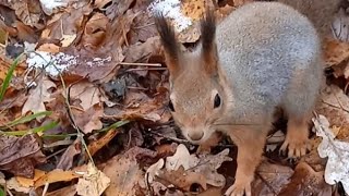 Бусинка прячет орешки в лесу ⛄🍁🍂🌳🌲😋🌰🐿❤🐾 #белка #белочка #squirrel