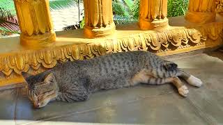 Sleeping well after food, handsome cat in the pagoda