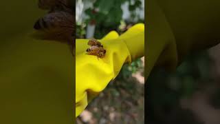 Bees are busy in Feeding #shorts #honeybee #apismellifera #beekeeping