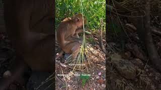 Monkeys everywhere at khao Takiab😇😜 #monkey #shortsvideo #travel #huahin #beach #thaitemple