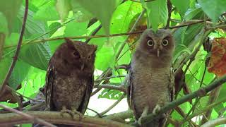 Vermiculated Screech | owl | Megascops vermiculatus | Lechuza vermiculada