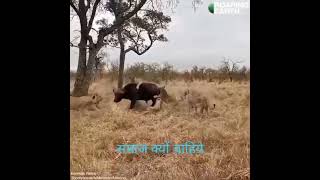 Lion feeding #Samaj kyu jaruri hai #unity #family #whatsapp status