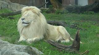 Panthera leo krugeri (Roberts, 1929) čes. lev jihoafrický