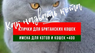 Красивое имя для кошки |Прикольные Клички/ имена для британских короткошерстных кошек