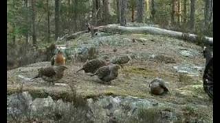 Capercaillie display 2008