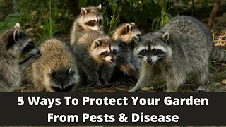 5 Ways To Protect Your Garden From Pest & Disease