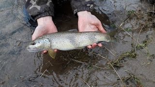 Pêche d'une belle truite fario de 40cm