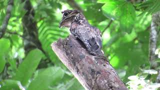 Common Potoo | Nyctibius griseus | Pajaro Estaca