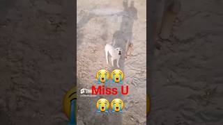 🫵🫵🫵😭😭😭😭❤️कुछ साला बाद यारा जे आवे याद यारा❤️❤️❤️ #dog #doglover #shorts  #viralshort #tranding #sad