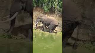 Bull elephant