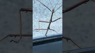 Weird Bug Got Me Scared: Day 2 #louisiana #bugs #viralshorts