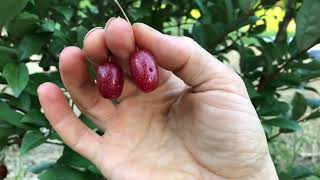 What are Goumi Berries?