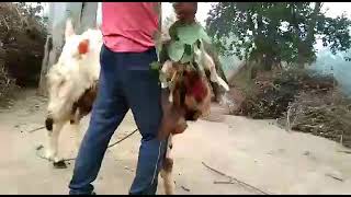 Totapari breeder full punch fece mashallah full quality mein 42 height 6 daat 6377480197+-9649051047