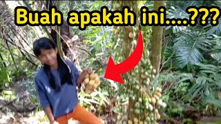 Buah langka di hutan Kalimantan