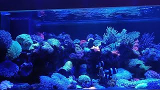 Coral reef aquarium tank #coralreef  #nemo  #fish