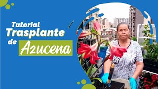 🌺 Cultivo de azucena 🟢 Trasplante 💚 Jardín en casa 💚