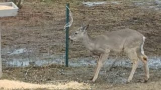 Baby deer 🦌