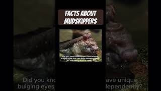 Interesting facts about mudskippers #facts #animals #animal #mudskipper #intrestingfacts